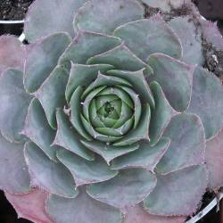 Sempervivum - Dachwurz - Hauswurz